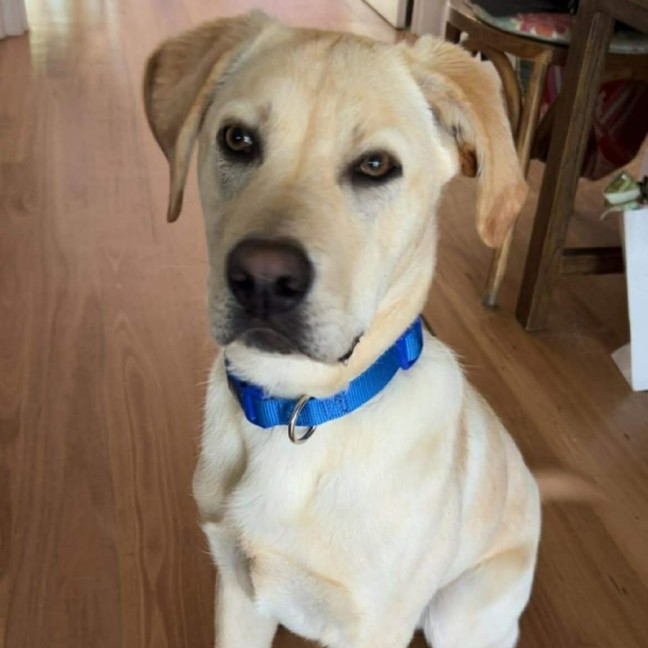 Photo of Teddy