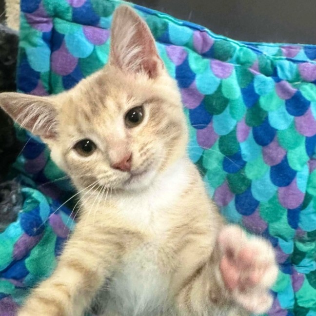 Photo of Annie 🧡   Meet Me @ Petstock Prahran!