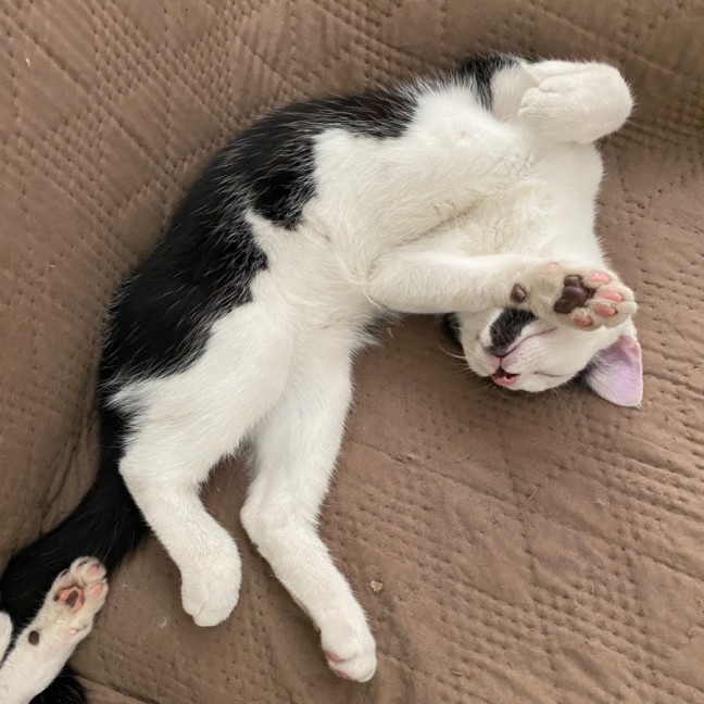 Photo of $300 Pirate 🐾