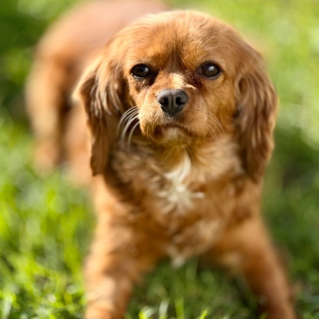 Photo of Scarlett & Scout