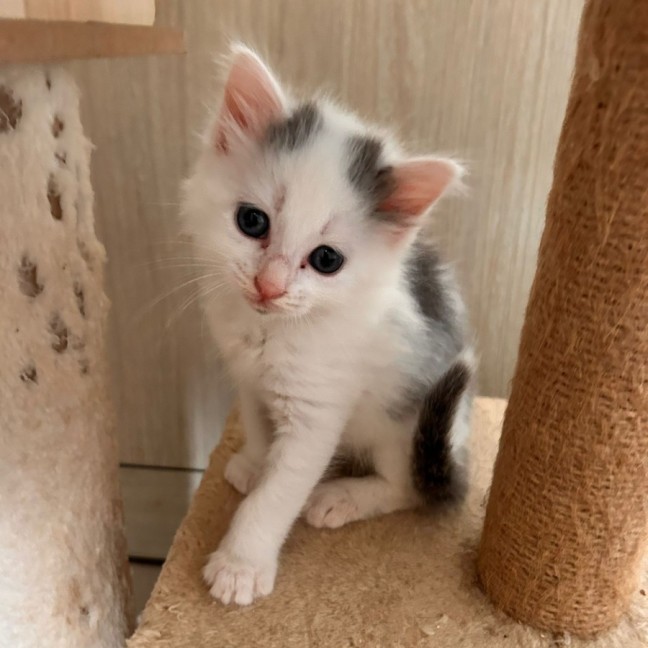 Photo of C1448 Snowflake