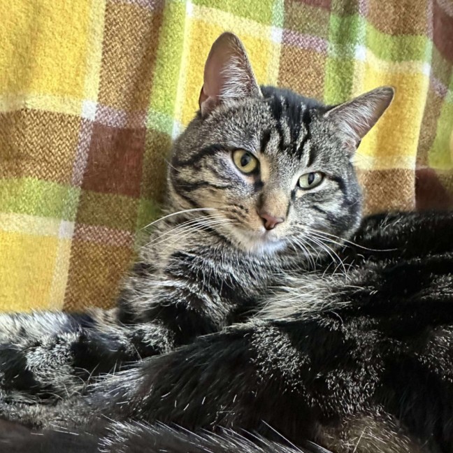 Photo of Jones   Meet Me @ Pe Tstock Prahran!