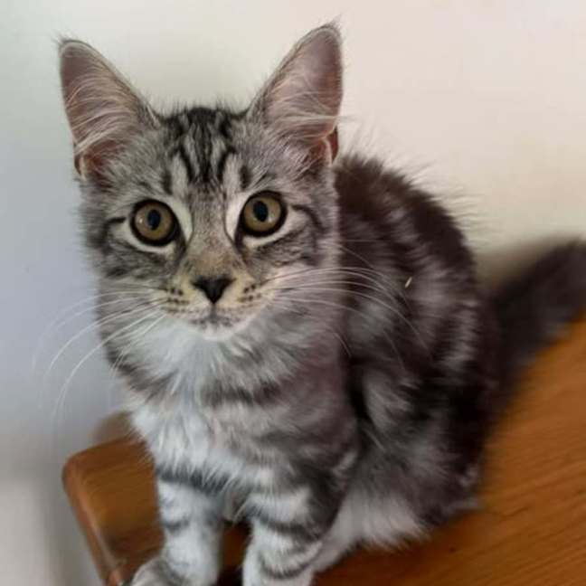 Photo of Meridaa