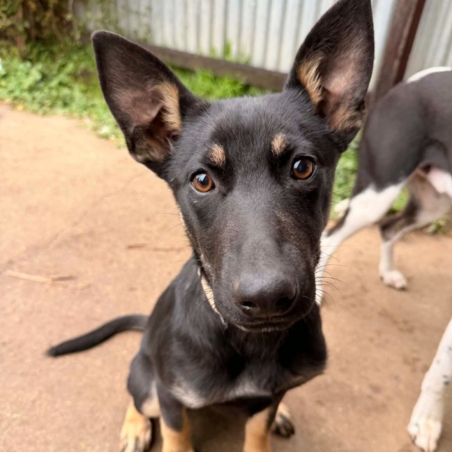 Photo of Echo