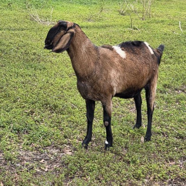 Photo of Cisco And Zorro
