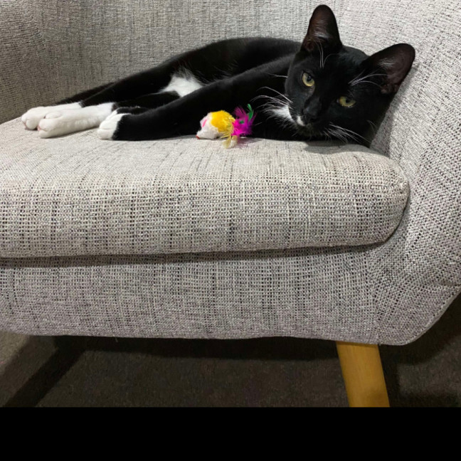 Photo of Binx