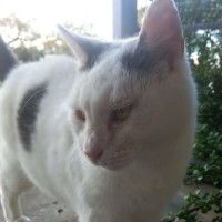 Photo of Skittles