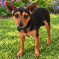 Photo of Squeak