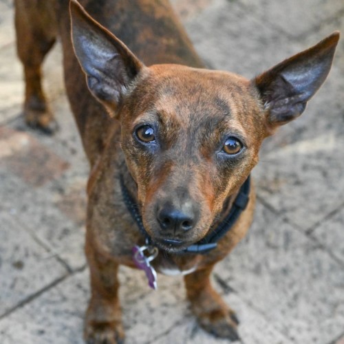 Violet - Dachshund Dog