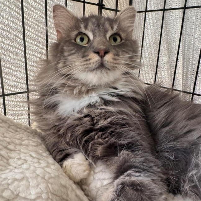 Photo of Maverick 