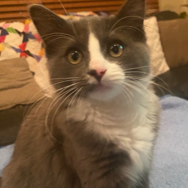 Photo of Teddy (Bear)