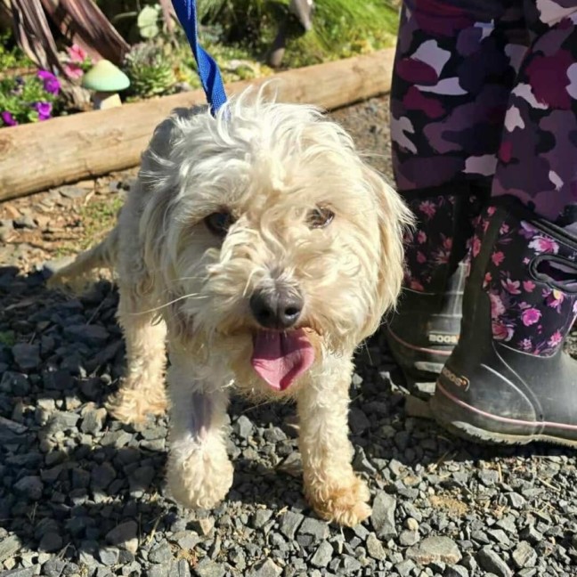 Photo of Bubble And Squeak