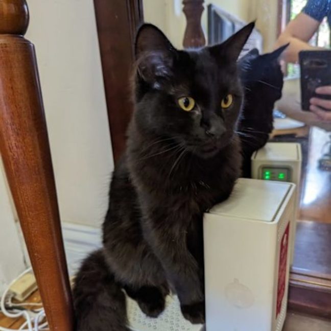 Photo of Shadow Fax & Marmalade