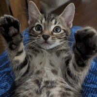Photo of Tetley