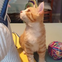 Photo of Smudge