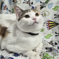 Photo of Callie