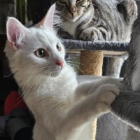 Photo of Cosima *9 Lives Project Rescue*