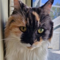 Photo of C1402 Letty