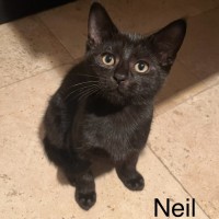 Photo of Neil