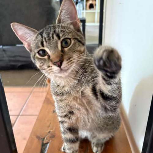 Jafar - Domestic Short Hair (DSH) Cat