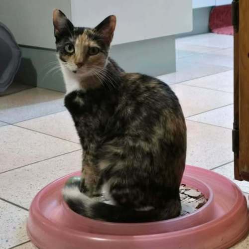 Lucy - Domestic Short Hair (DSH) Cat