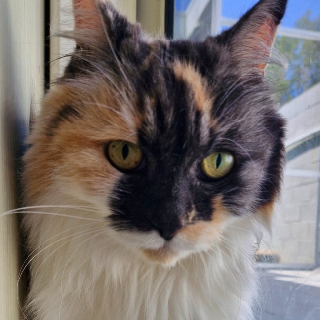 Photo of C1402 Letty