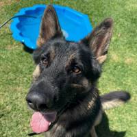 Photo of Kovu