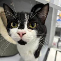 Photo of Bentley   Meet Me @ Petstock Prahran!