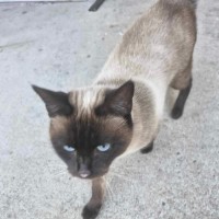 Photo of Luna