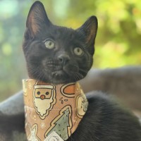 Photo of Jinx   In Foster Care In Cranbourne