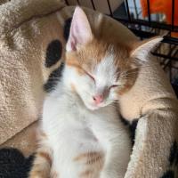 Photo of Carmelo 