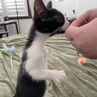 Photo of Tayra The Tiny Tripod Tuxie