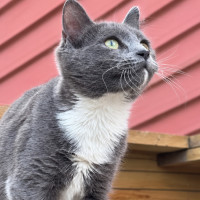 Photo of Kooka 