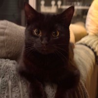 Photo of Stella