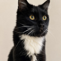 Photo of Felix