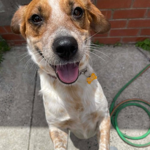 Himema - Australian Cattle Dog