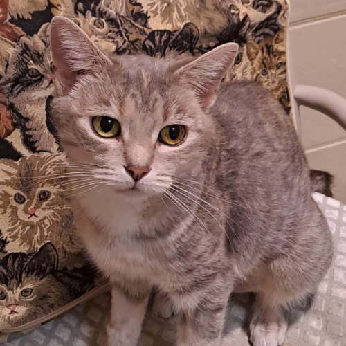 Annie - Domestic Short Hair (DSH) Cat