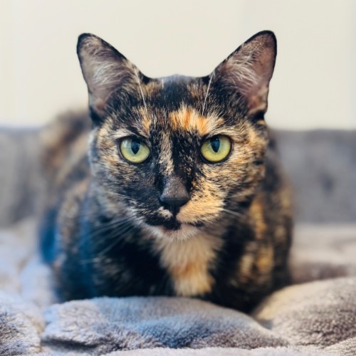 Scarlett - Domestic Short Hair (DSH) Cat