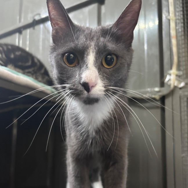 Photo of Rebel Whopper 🍔 🍟 🥤 