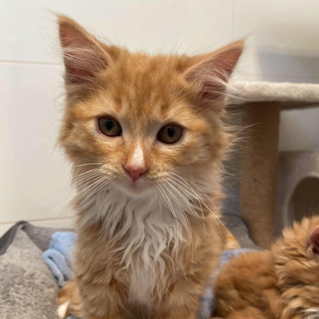 Photo of Buttercup 🧁