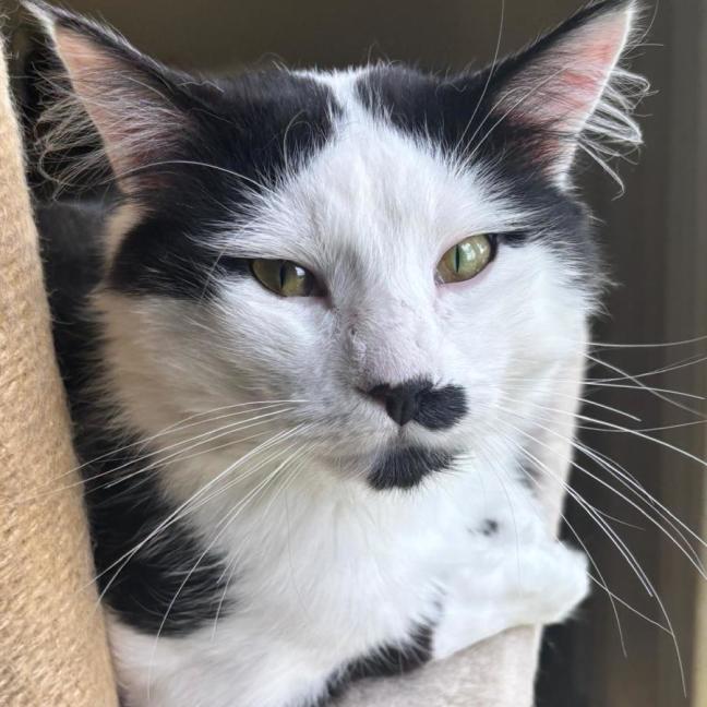 Photo of Dakota