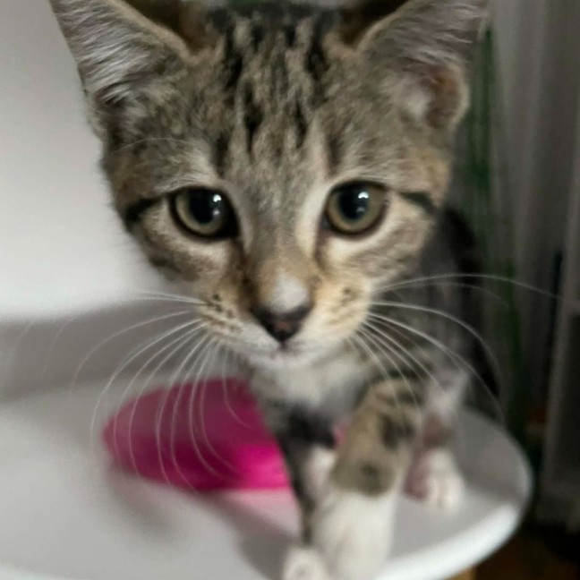 Photo of Sailor   In Foster Care In Bentleigh East