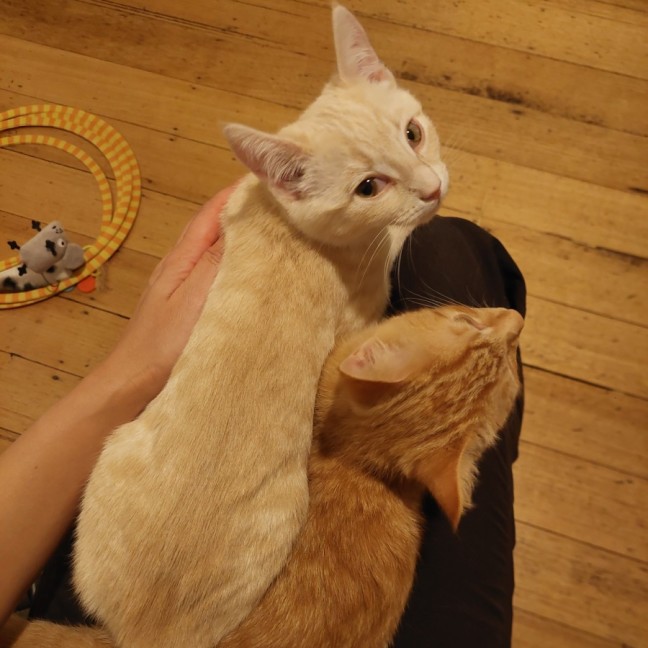 Photo of Lemon Meringue