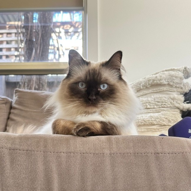 Photo of Cookie 🍪