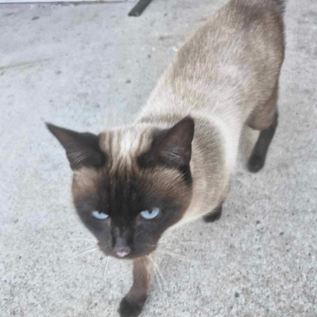 Photo of Luna
