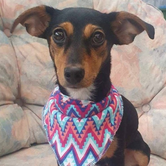 Photo of Sleigh Bells