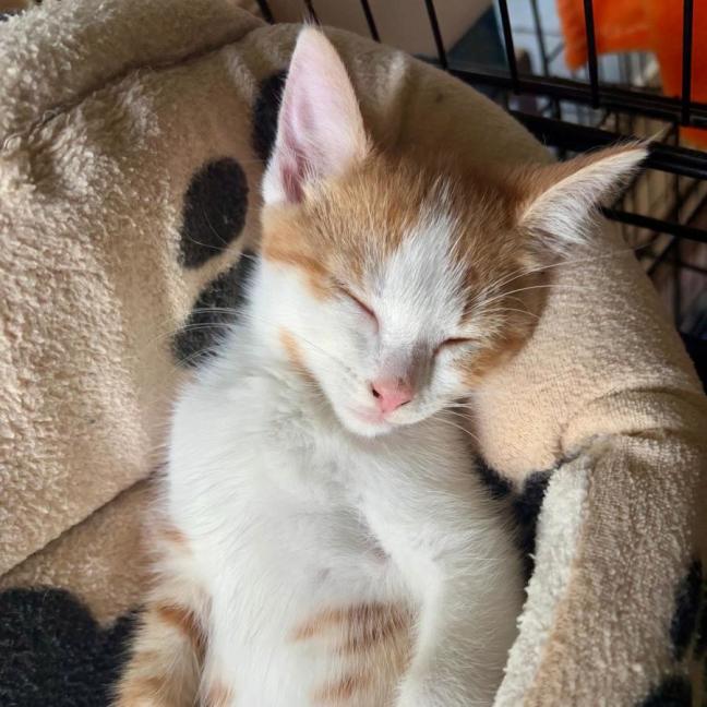 Photo of Carmelo 