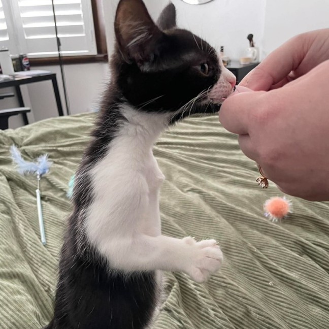 Photo of Tayra The Tiny Tripod Tuxie