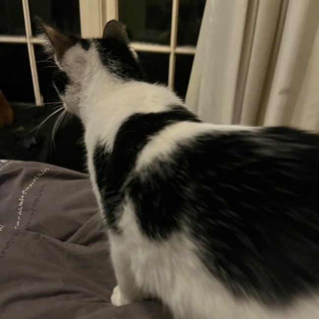 Photo of Blackjack *9 Lives Project Rescue*