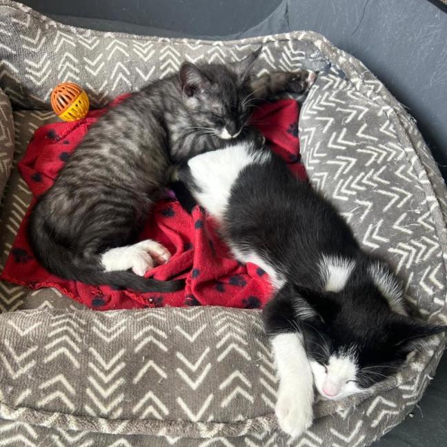 Photo of Mittens, Socks,  Oreo, Felix 